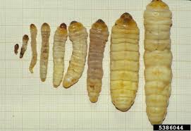 larvas paysandisia archon